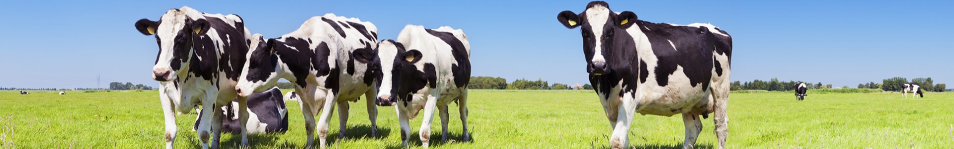 New website released!