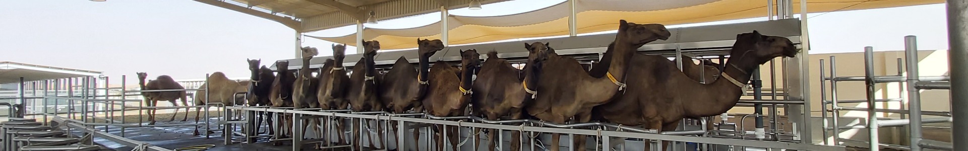 Camel Milking Systems