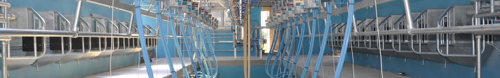 Buffalo Milking Parlour