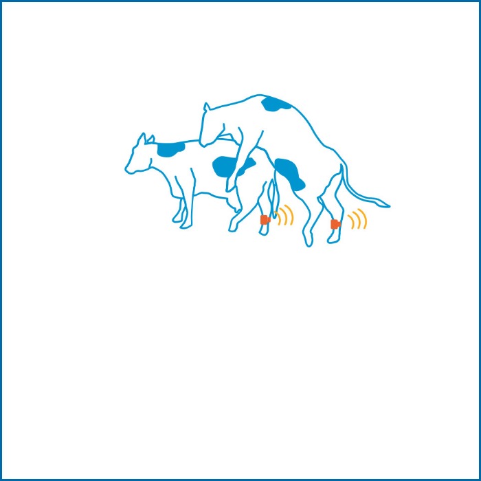 Ivarzásmegfigyelés